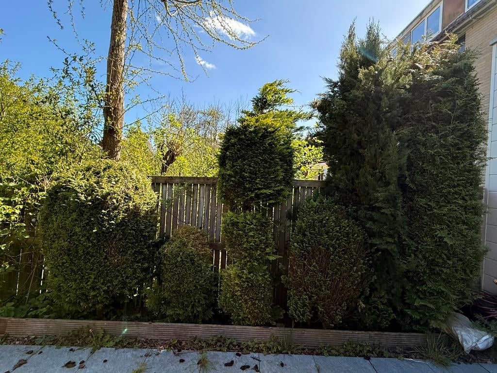 Gratis afhalen: coniferen, Tuin en Terras, Planten | Struiken en Hagen, Ophalen, Conifeer, 100 tot 250 cm