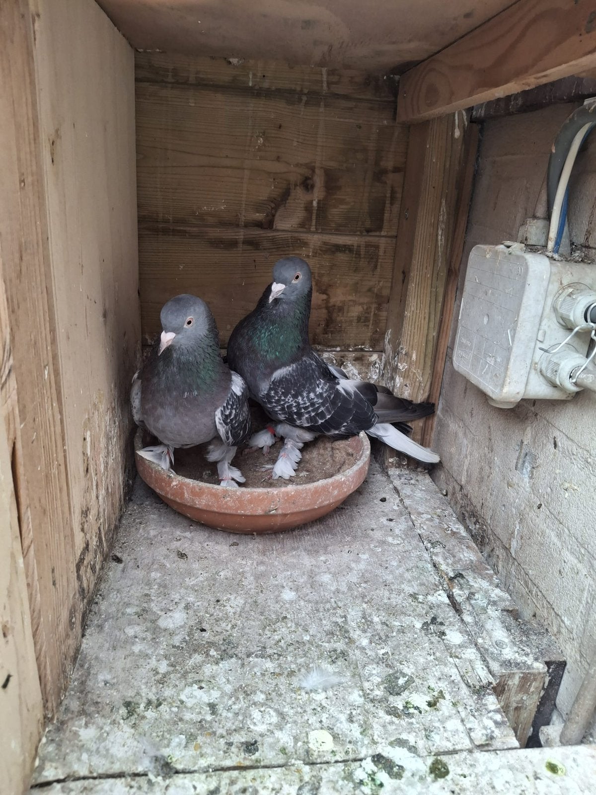 Takla kuşu, Dieren en Toebehoren, Meerdere dieren, Overige soorten