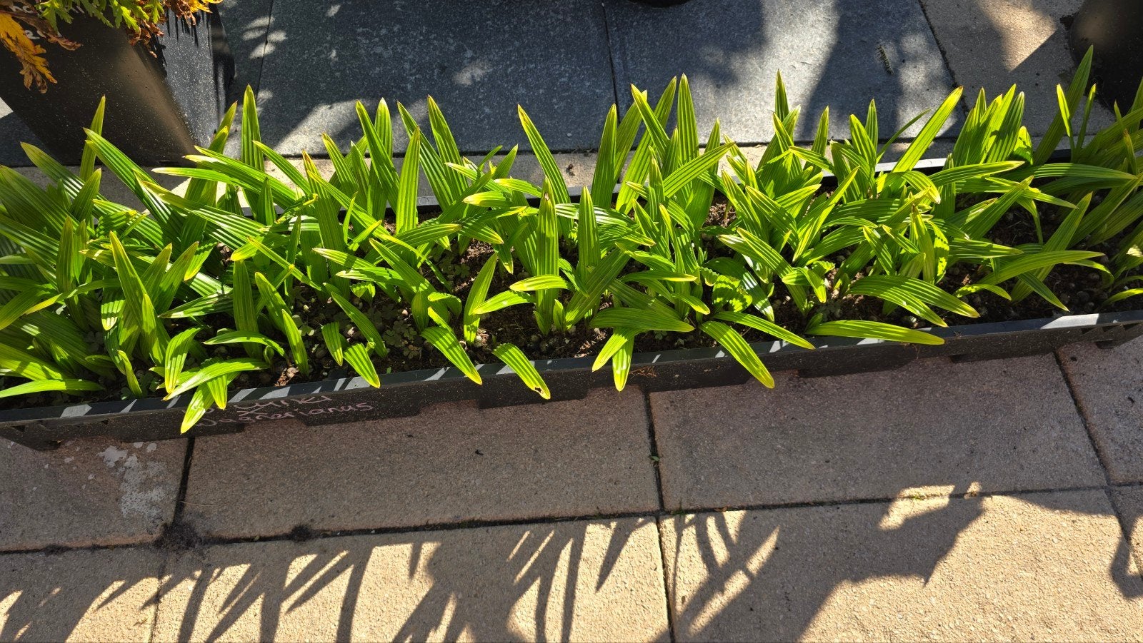 trachycarpus fortunei X wagnerianus, Ophalen, Overige soorten, Volle zon