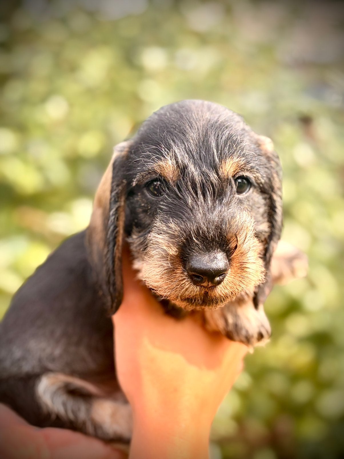 Ruwharige teckelpup reu zoekt vanaf 9 oktober een warme mand, Dieren en Toebehoren, 8 tot 15 weken, Dwerg, CDV (hondenziekte)