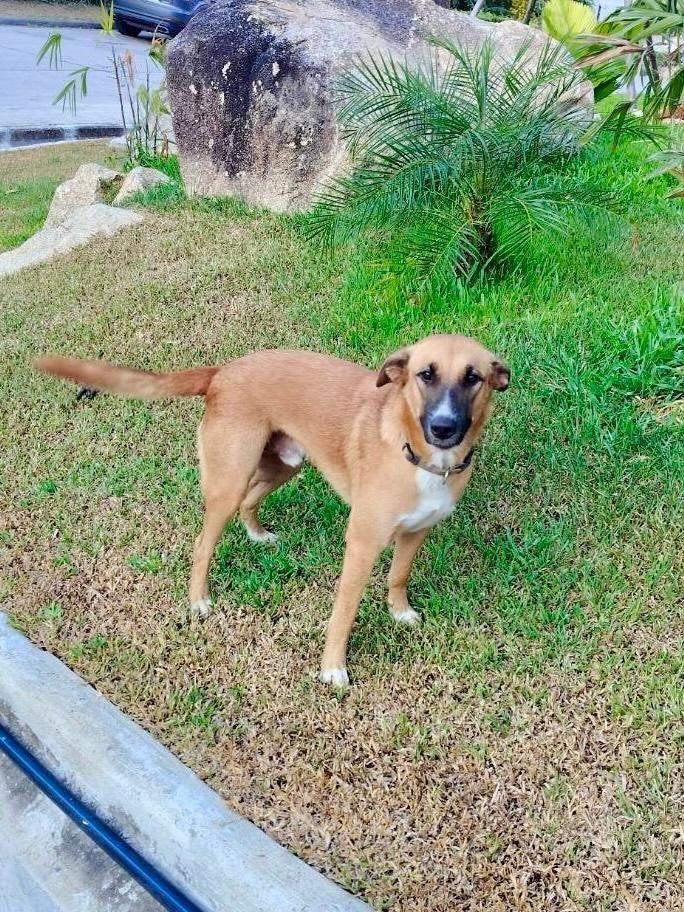 Hond Kiki Reu 2 jaar, Dieren en Toebehoren, Particulier, 1 tot 2 jaar, Buitenland, Eén hond