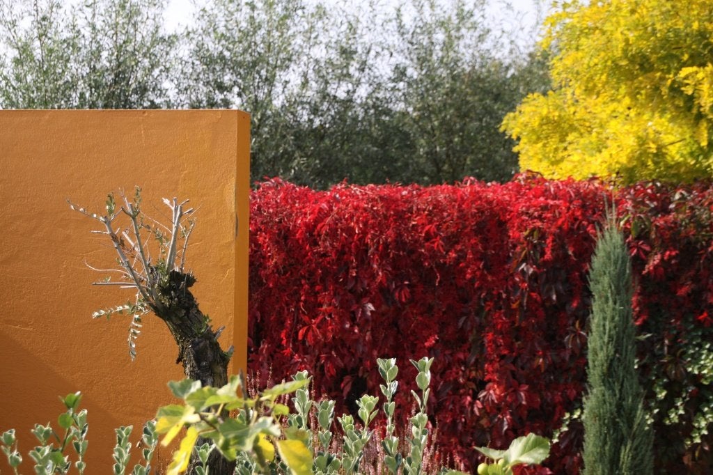 KLIMPLANT Parthenocissus quinq Engelmannii Vijfblad. Wingerd, Tuin en Terras, Vaste plant, Verzenden, Halfschaduw, Klimplanten