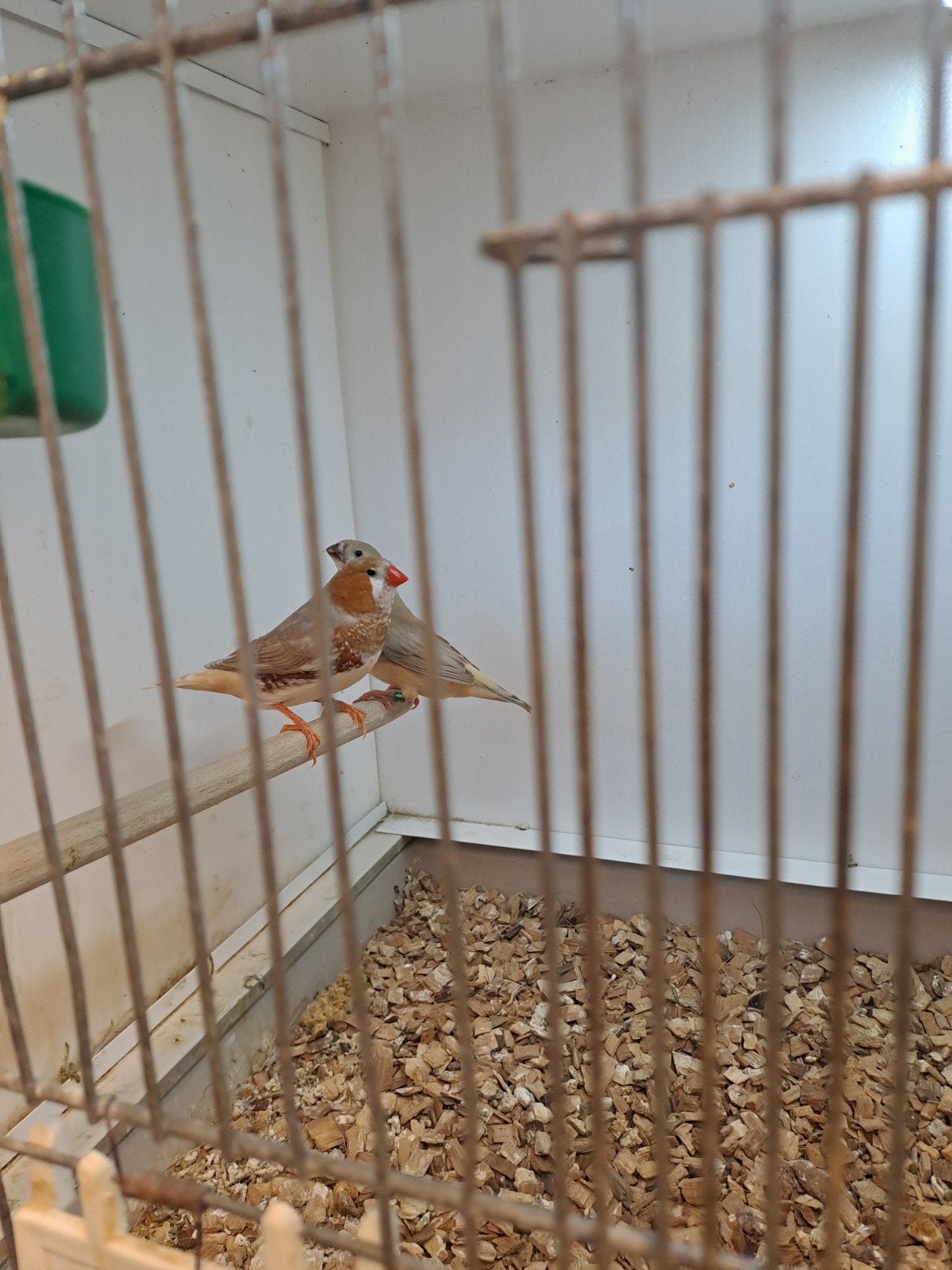 Zebravinken, Dieren en Toebehoren, Vogels | Overige Vogels, Mannelijk, Geringd