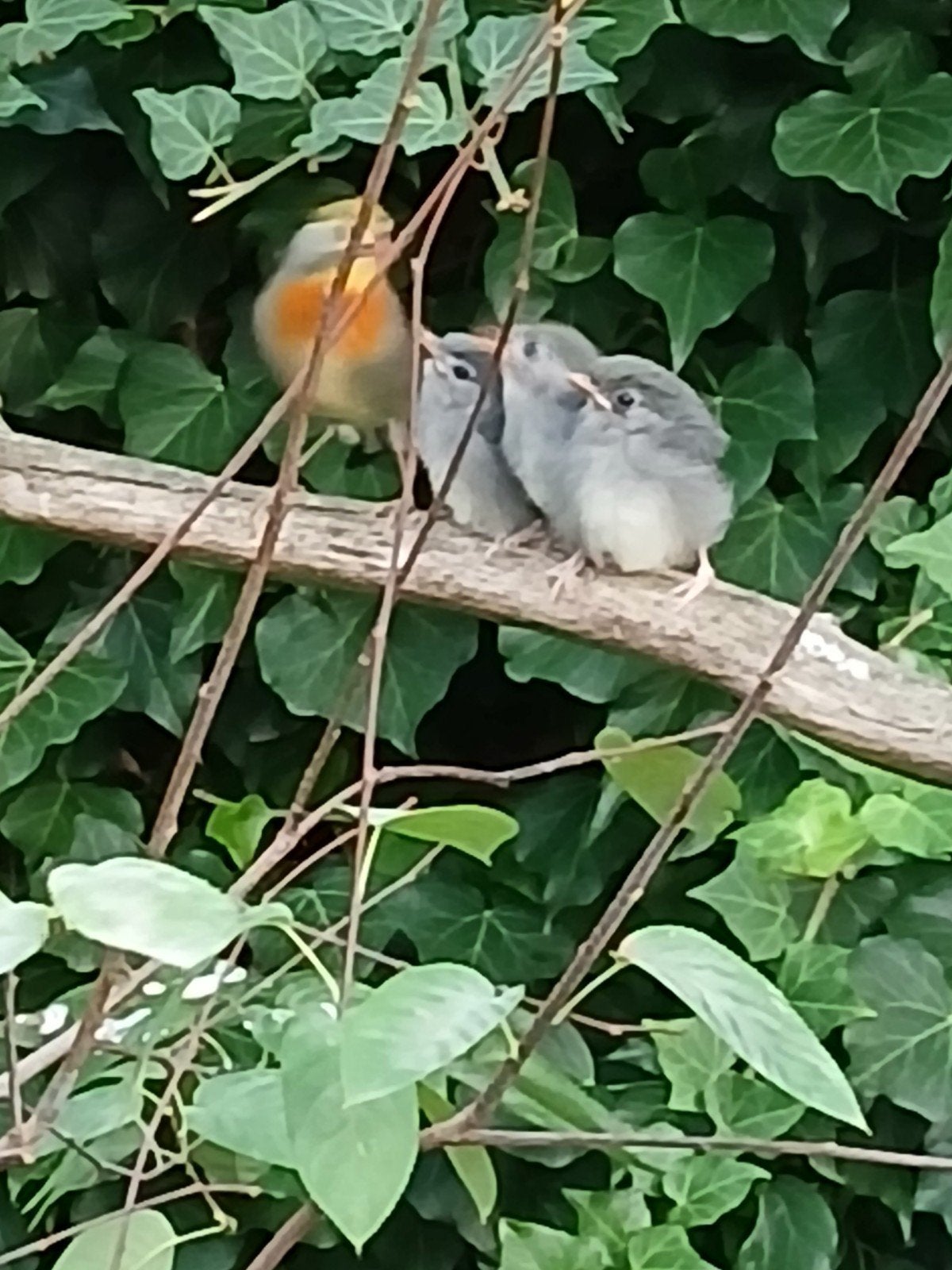 Japanse nachtegalen, Dieren en Toebehoren, Meerdere dieren, Geringd