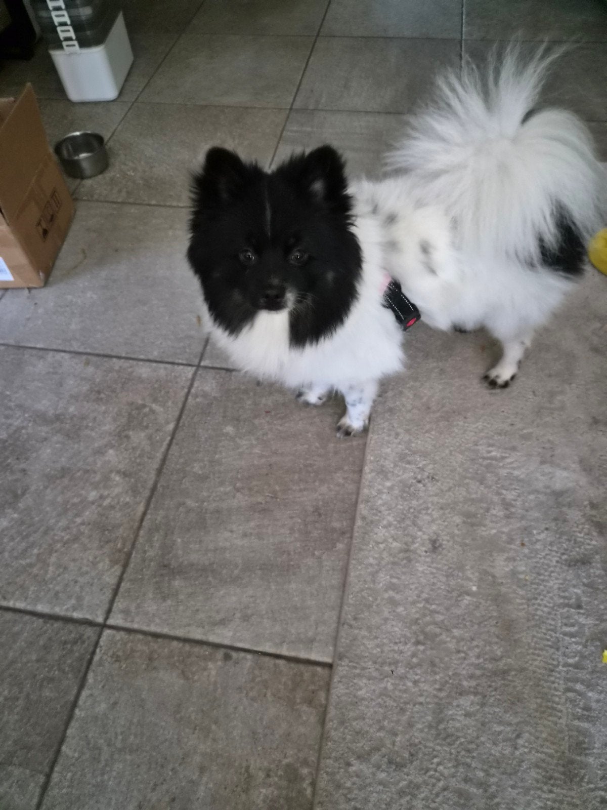 Lieve dwergkees, Parvo, 15 weken tot 1 jaar, Reu, Eén hond