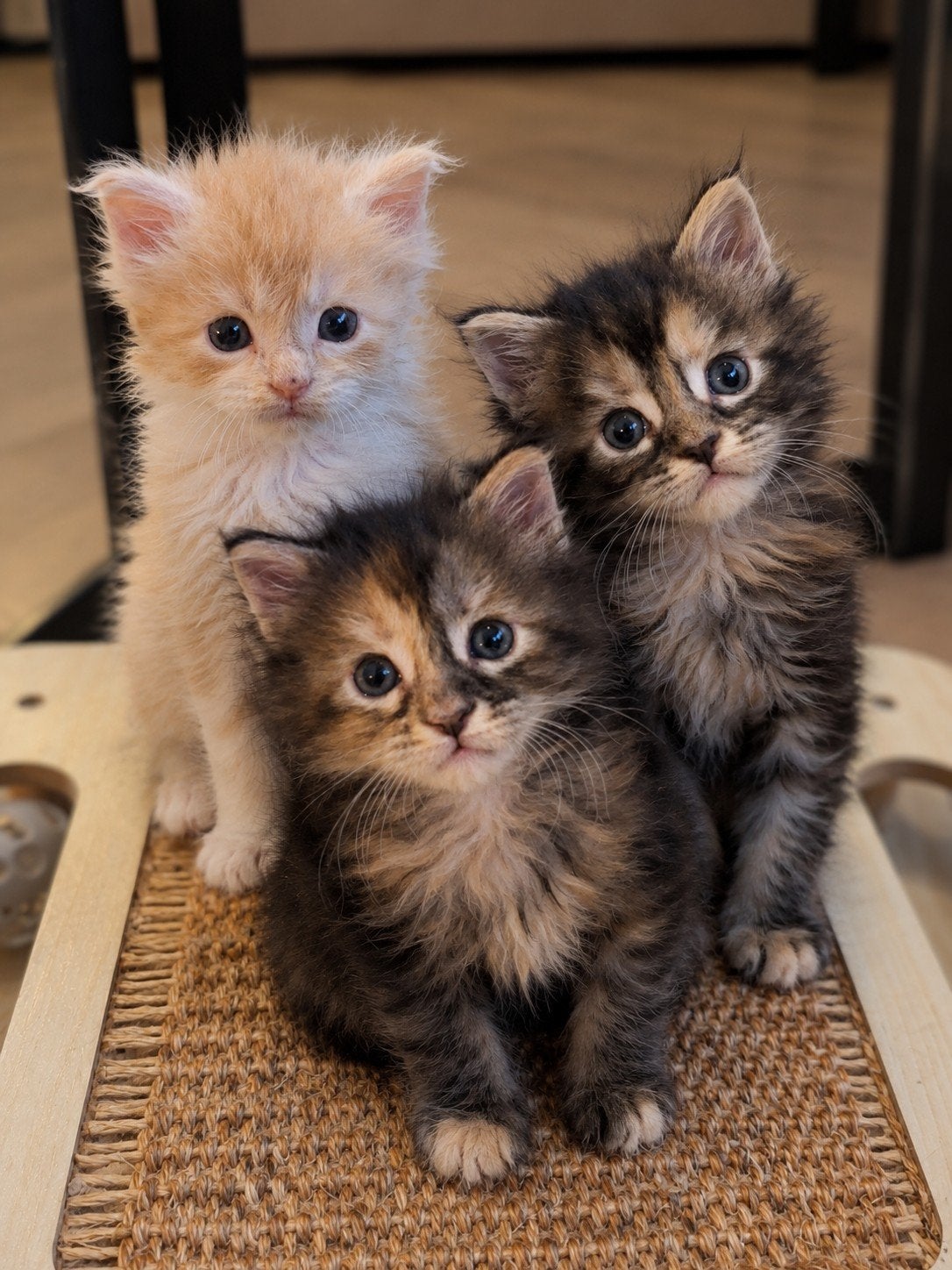 maine coon kittens( russische lijnen), Dieren en Toebehoren, Meerdere dieren, Langharig, 0 tot 2 jaar