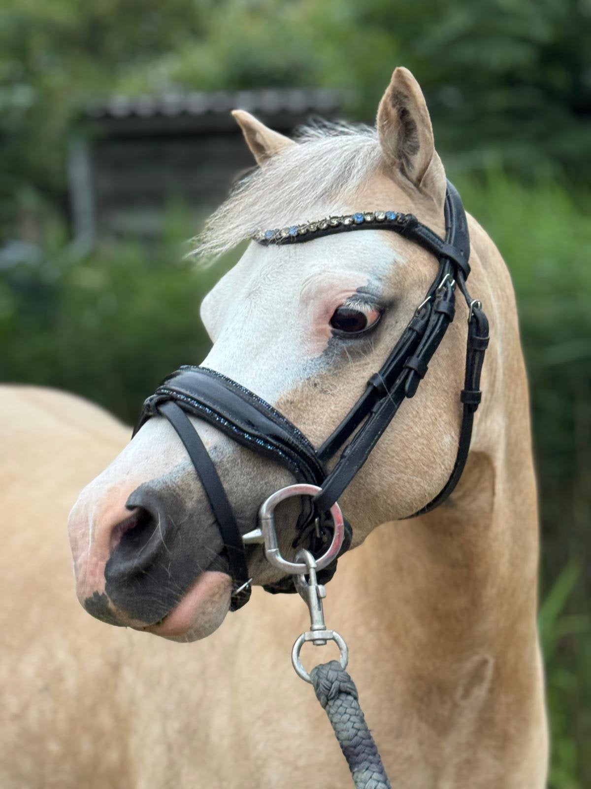 Kinderpony welsh A, Dieren en Toebehoren, Pony's, Merrie, A pony (tot 1.17m)