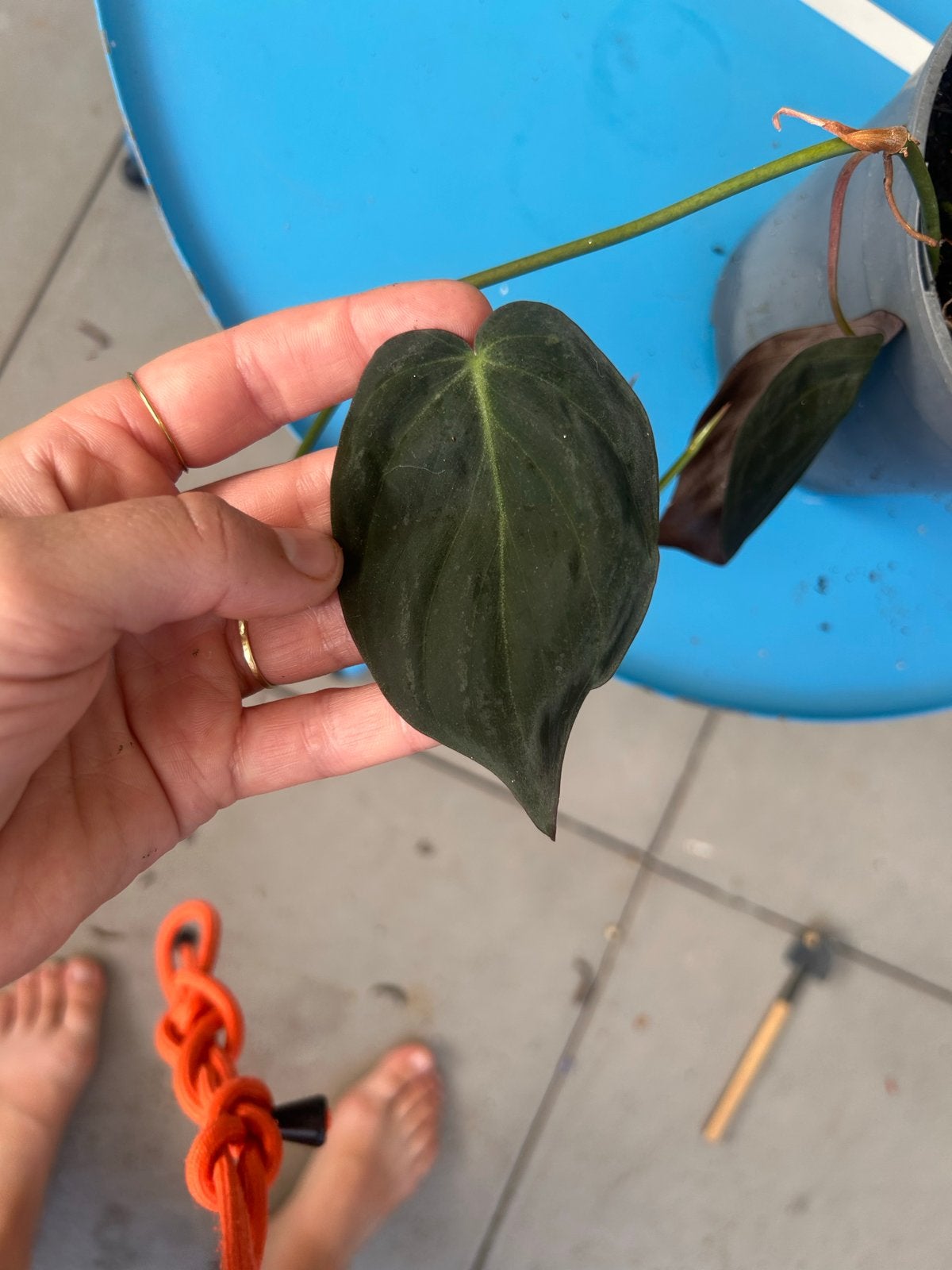 Philodendron micans - gestekt plantje donker blad, Ophalen, Overige soorten, Halfschaduw, In pot