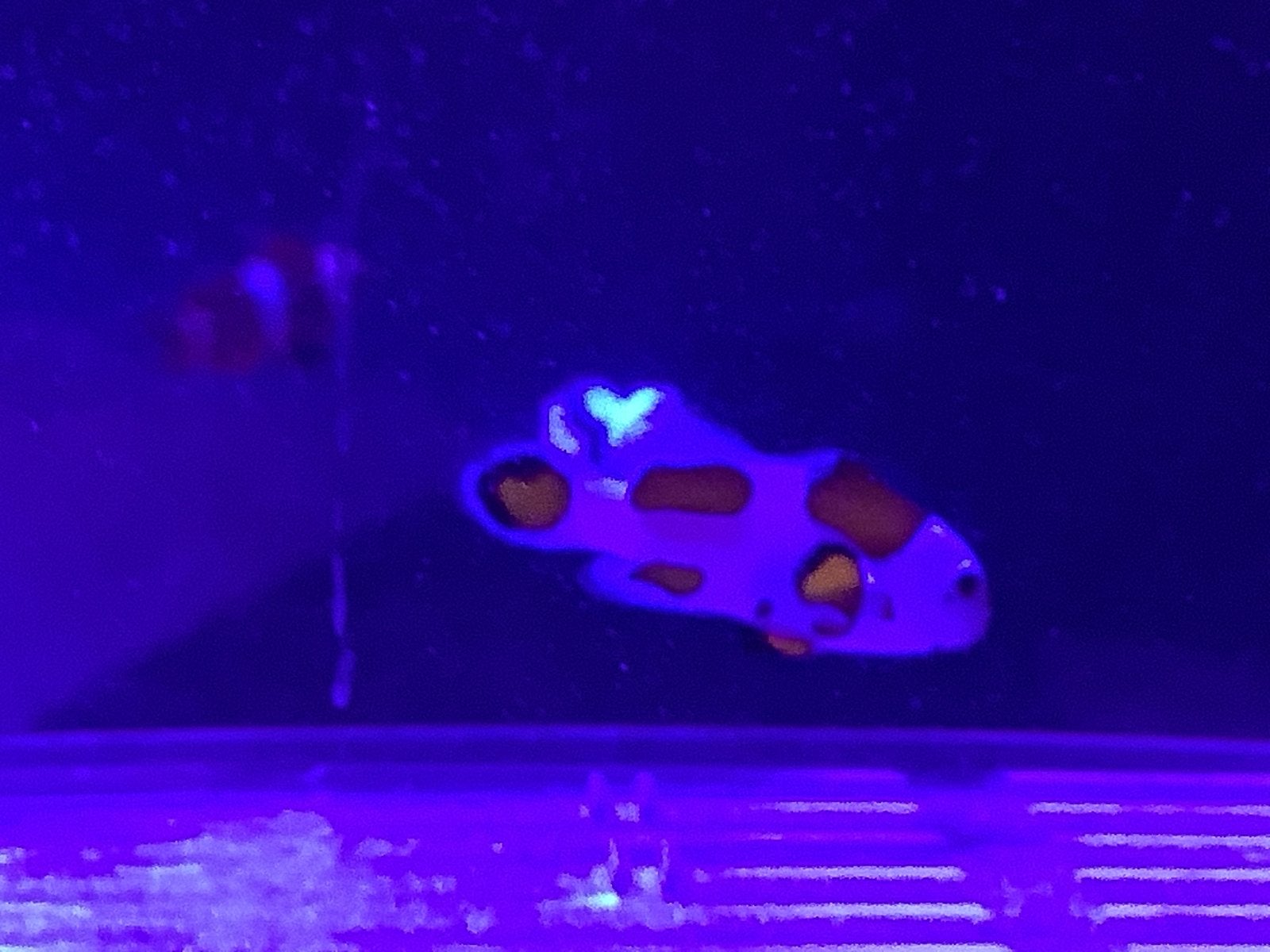 Clown vis Amphiprion Ocellaris Orange Storm, Zoutwatervis