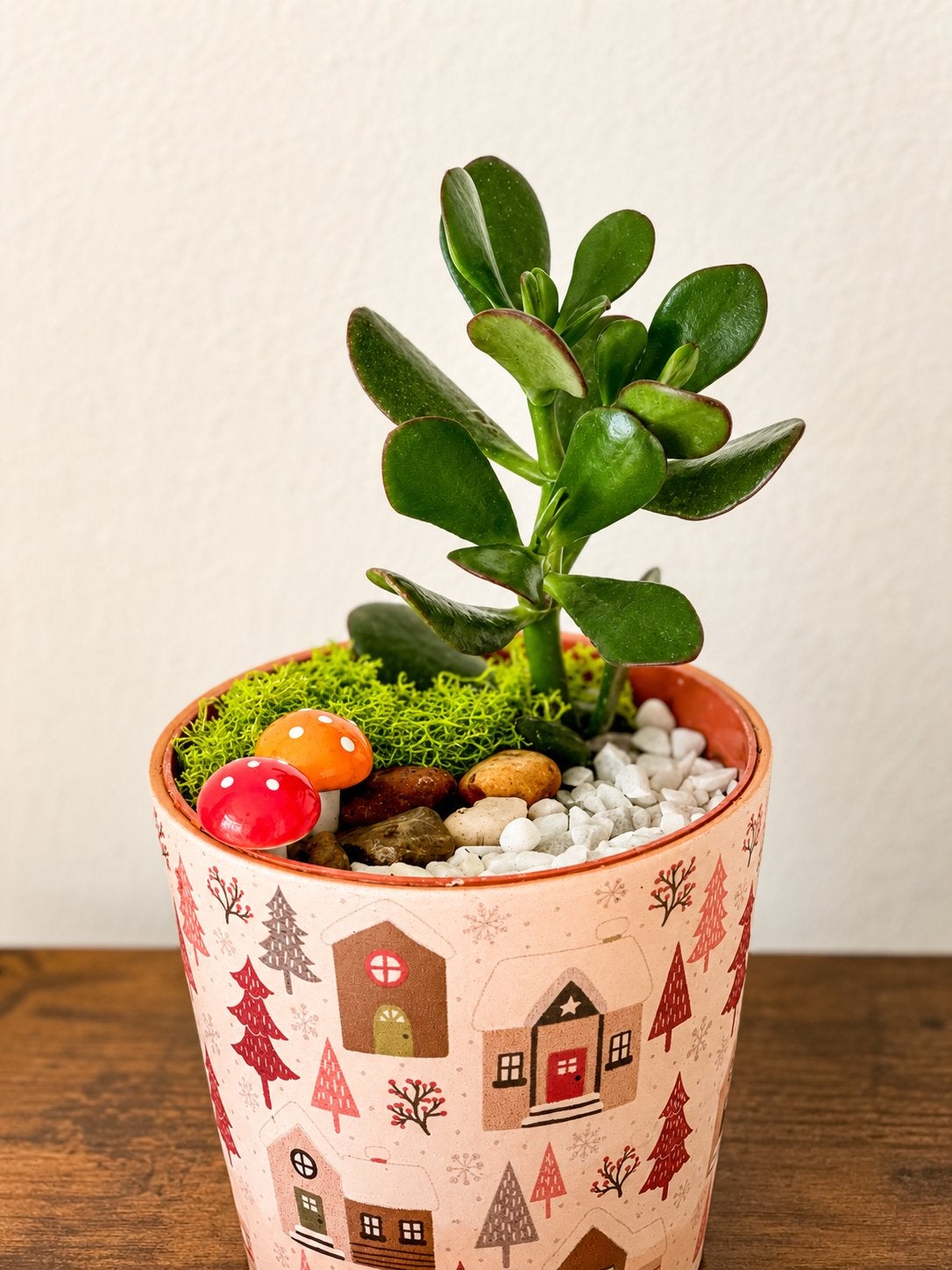 Crassula Ovata (Jadeplant) in decoratieve pot, Ophalen, Vetplant, In pot, Minder dan 100 cm