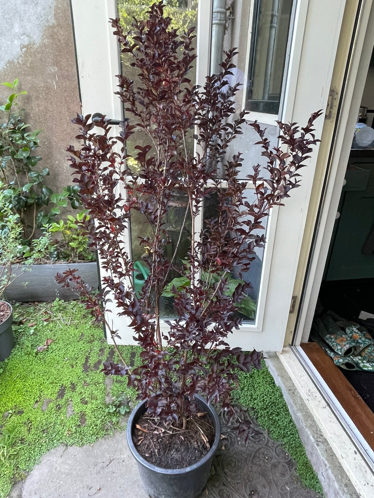 Lagerstroemia Country Red - 140 cm, Tuin en Terras, Overige soorten, 100 tot 250 cm, Zomer, Ophalen