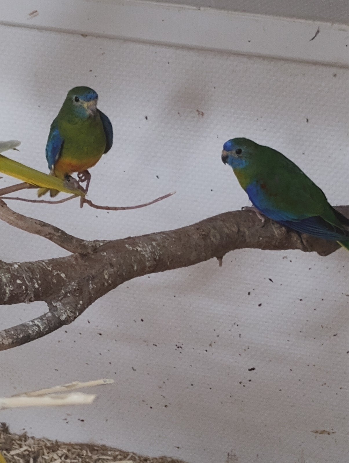 turquoisine parkiet om tam te maken, Dieren en Toebehoren, Mannelijk, Parkiet, Geringd