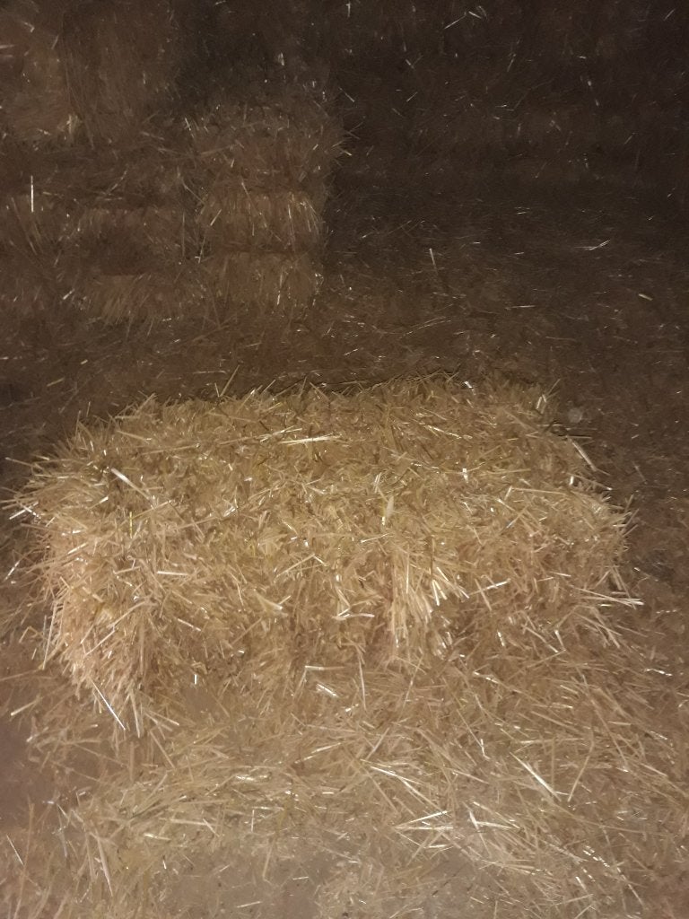 kleine balen stro, Dieren en Toebehoren, Dierenvoeding, Ophalen, Vee