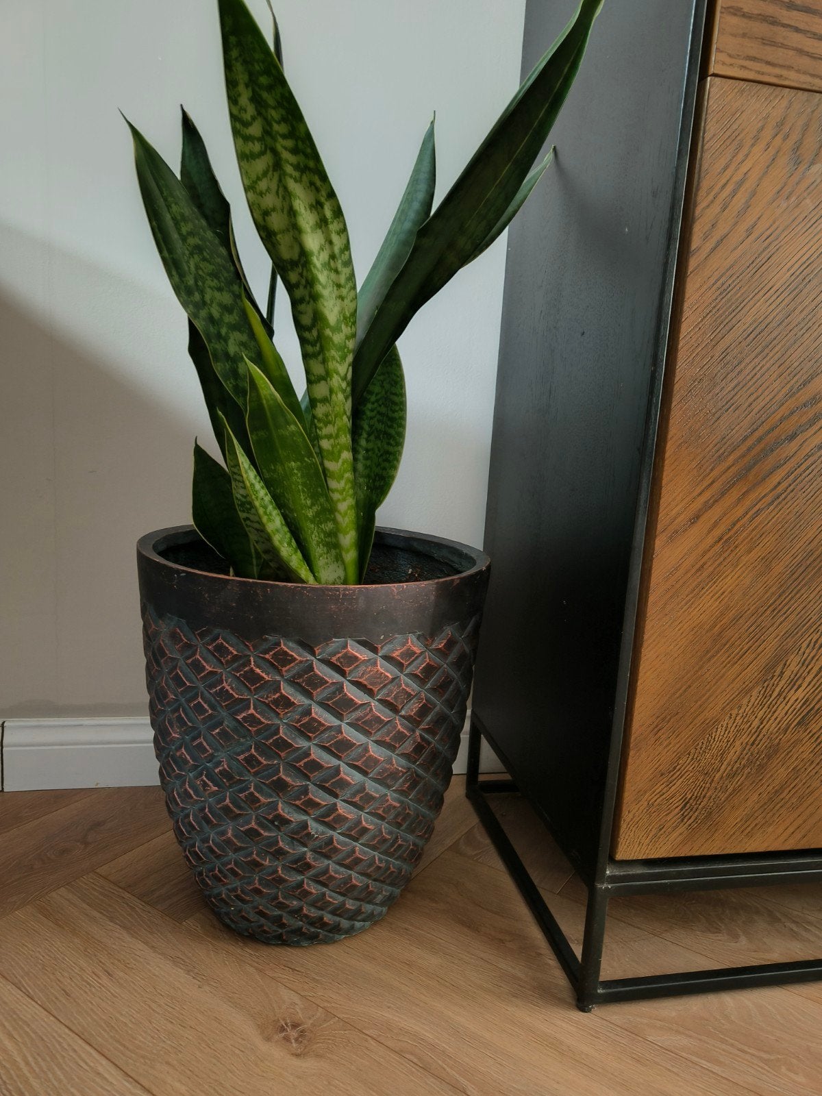 Grote groene plant Sansevieria in mooie stenen pot, Ophalen, Groen, Zo goed als nieuw, Met pot of vaas