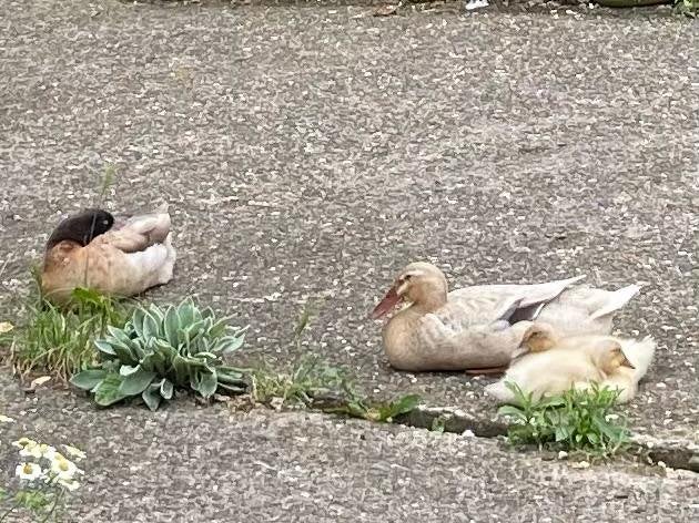 Koppel Indische loopeenden met 2 pullen, Meerdere dieren