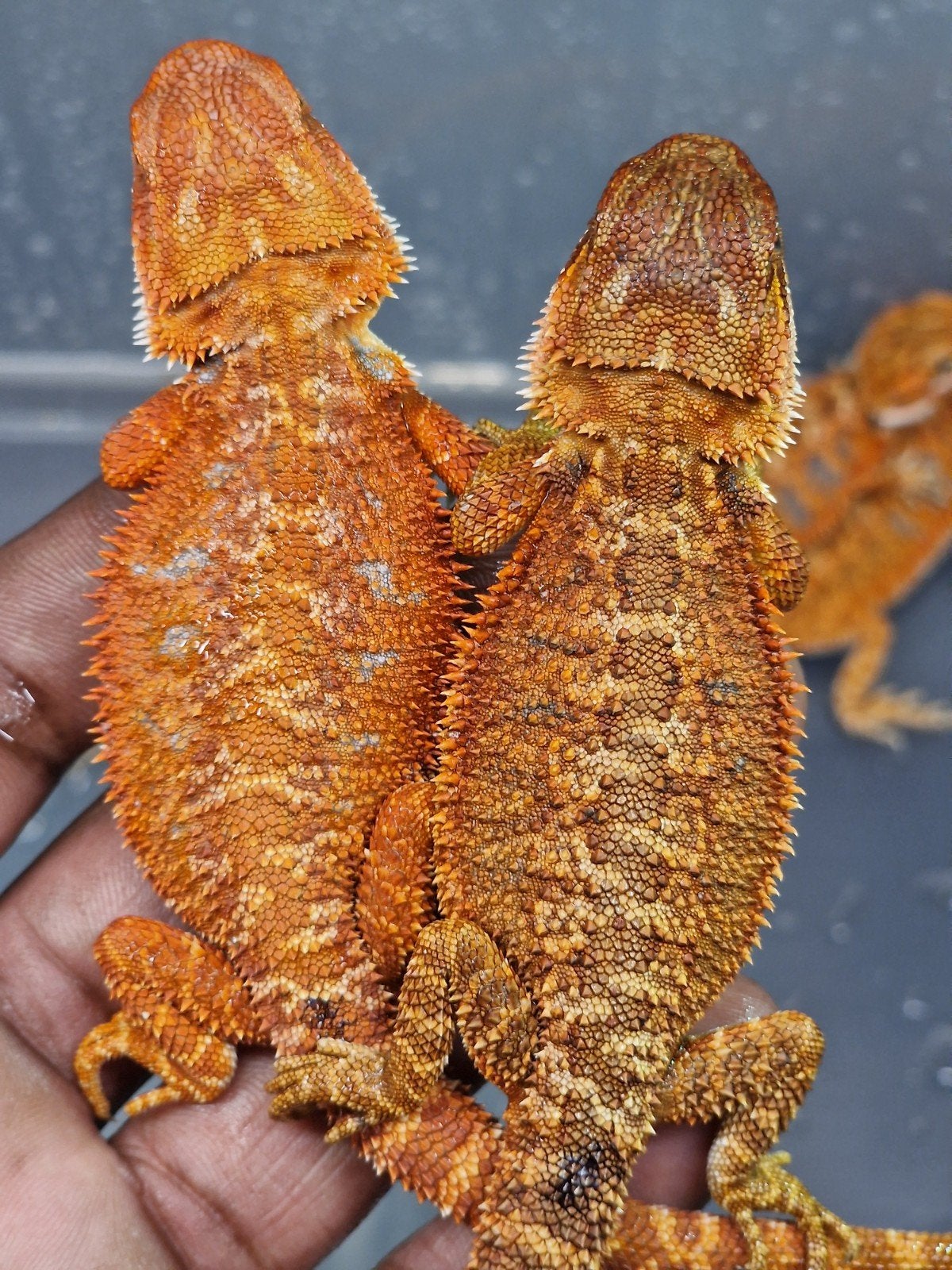 RED MONSTER BAARDAGAAM NAKWEEK – NU TE RESERVEREN Bearded Dragon photo 2