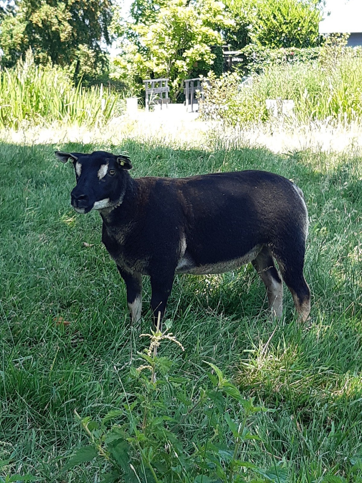 Dassenkop texelaar ooi, Vrouwelijk, Schaap, 0 tot 2 jaar