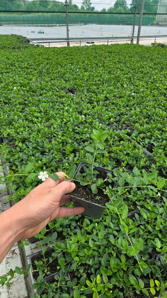 Vinca minor alba - witte maagdenpalm - jaarrond groen, Bodembedekkers, Volle zon, Vaste plant, Ophalen of Verzenden