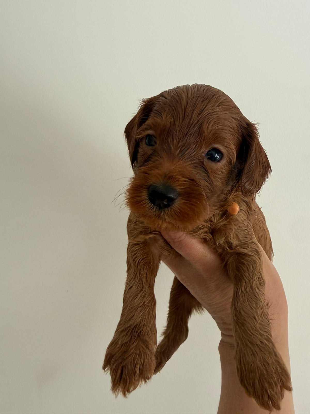 Mini Australian labradoedel ( gasr gezin gezocht), Dieren en Toebehoren, Honden | Retrievers, Spaniëls en Waterhonden, Overige rassen