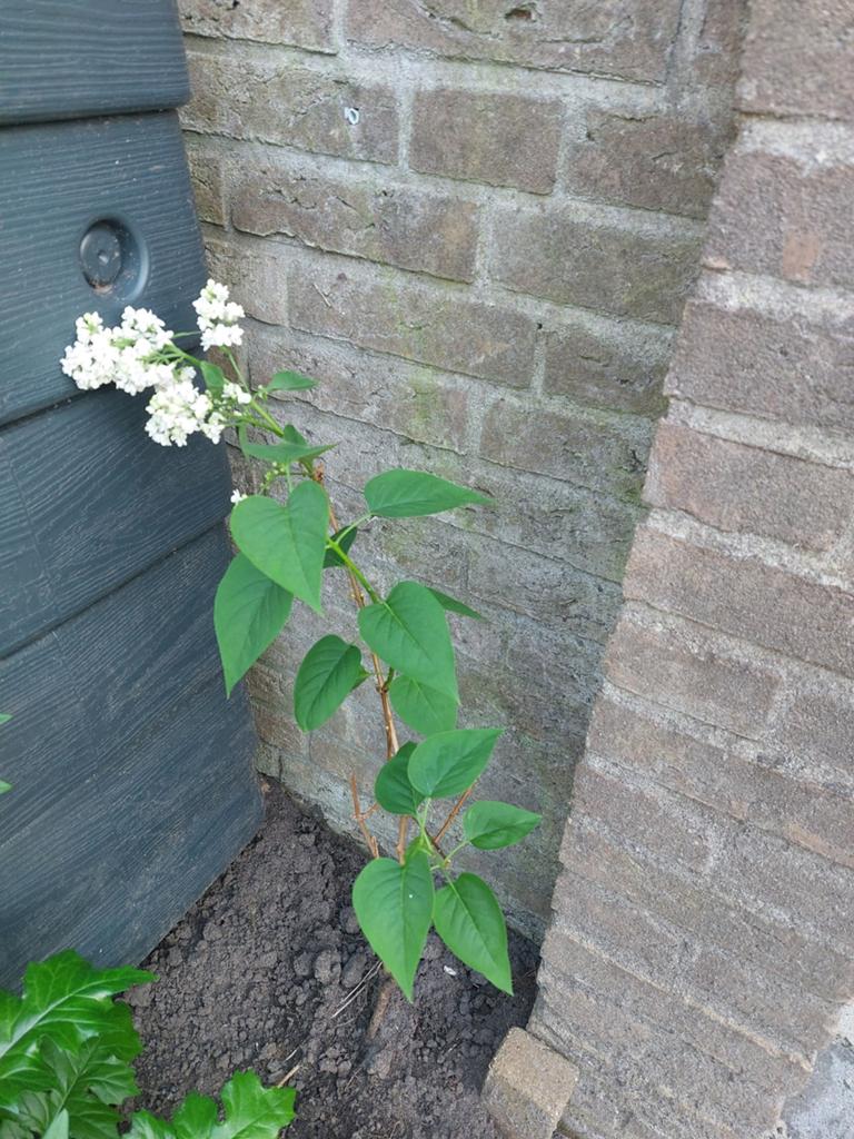 Witte Sering hoog 70cm, Ophalen, Minder dan 100 cm, Overige soorten, Zomer