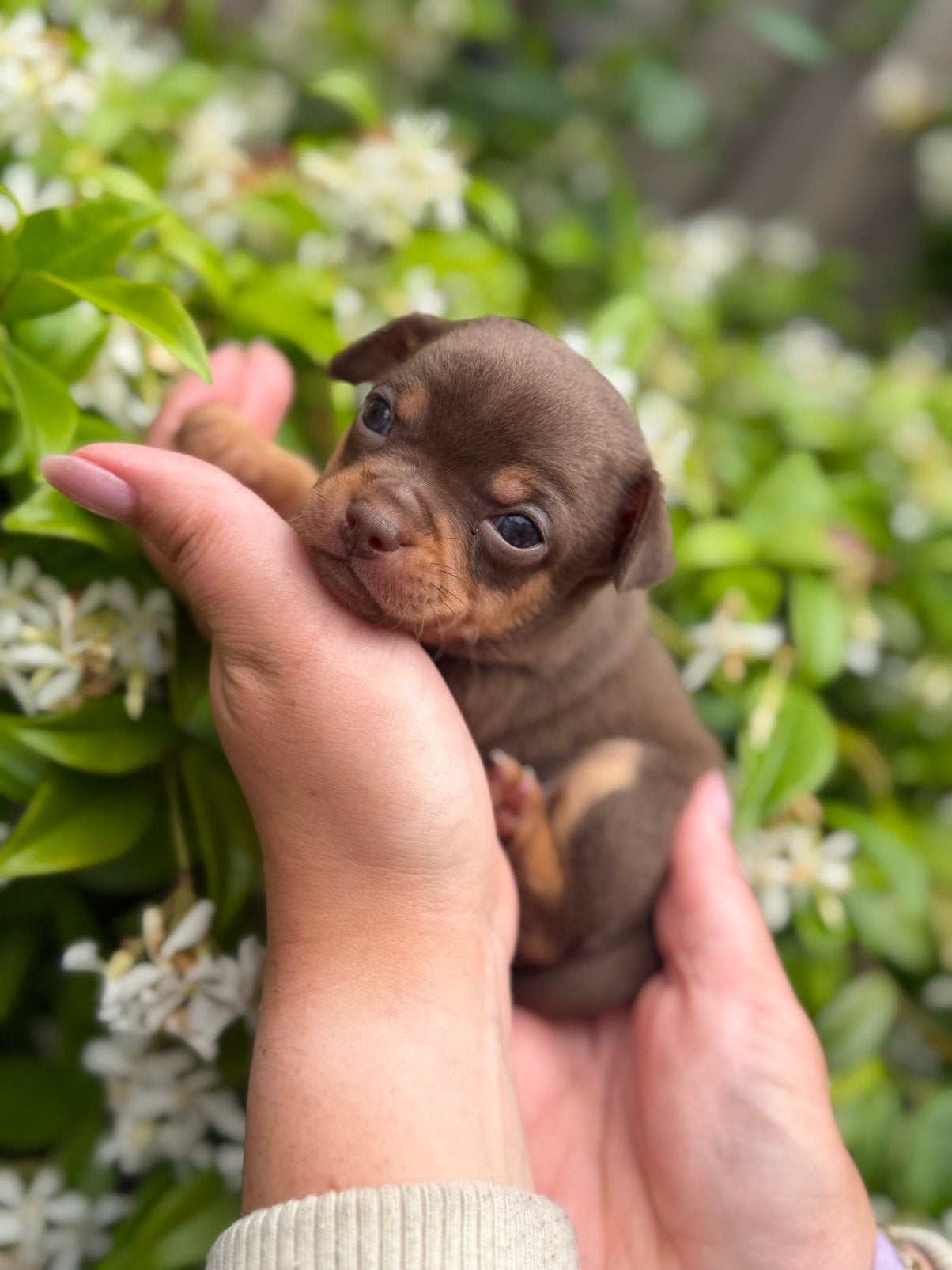 Chihuahua pups, Dieren en Toebehoren, Honden | Chihuahua's en Gezelschapshonden, 8 tot 15 weken, Meerdere, Meerdere dieren, Chihuahua