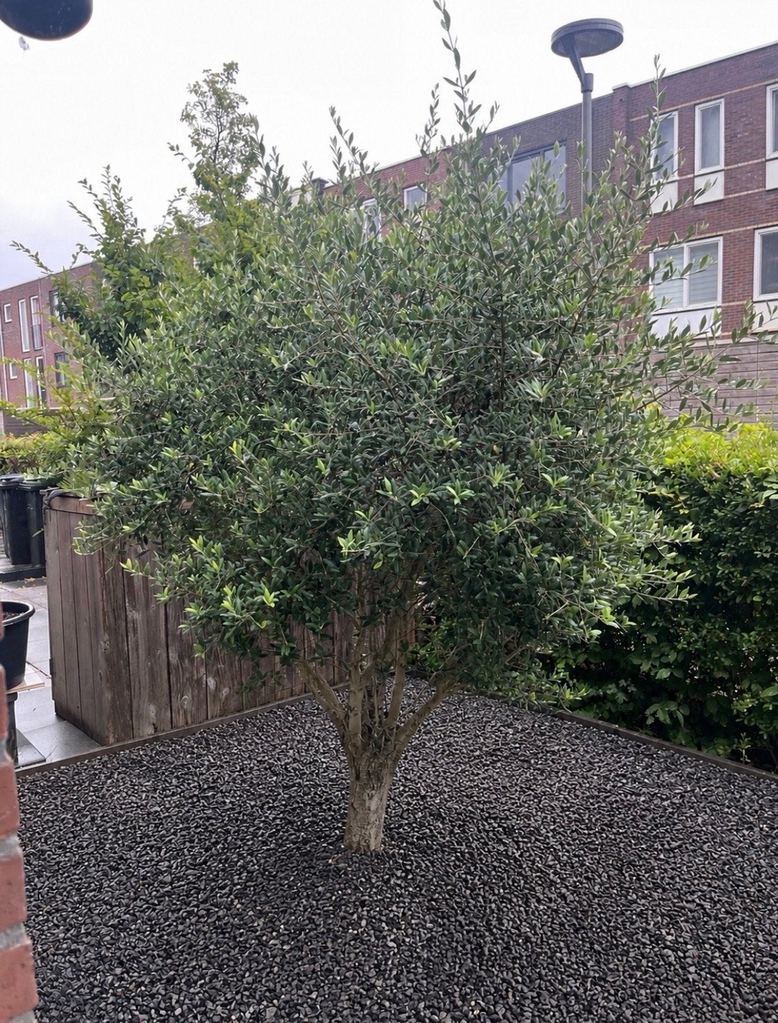 Gratis op te halen: Volwassen olijfboom (Olea europaea), Lente, Olijfboom, 250 tot 400 cm, Ophalen