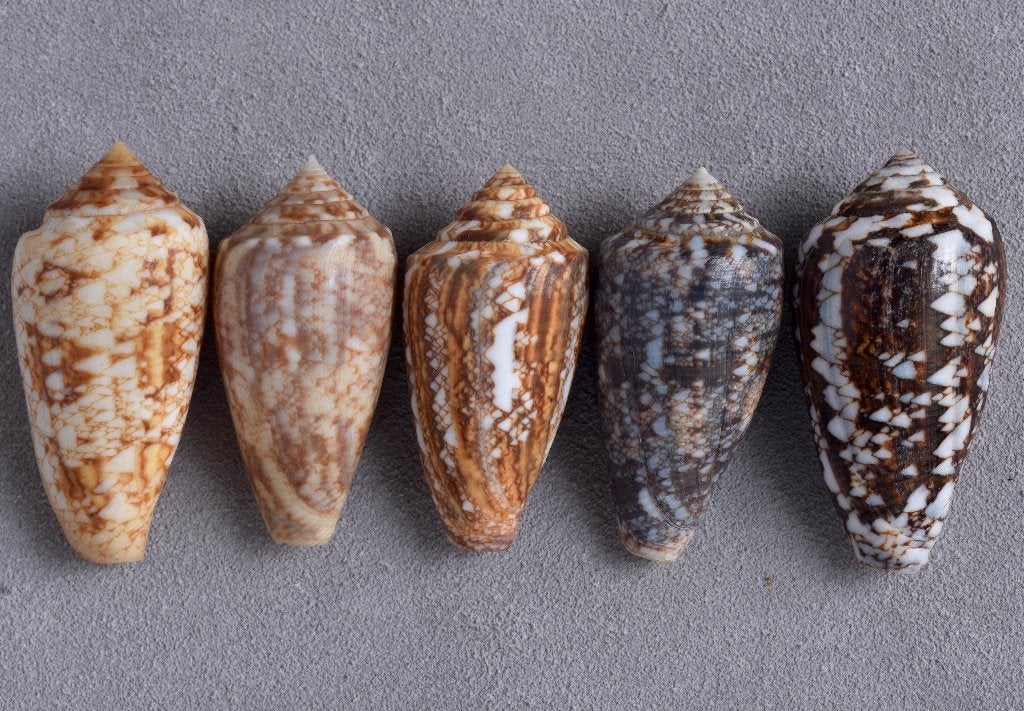 Schelpen: Conus victoriae 44-48mm Australië - Set van 5, Ophalen of Verzenden, Schelp(en)