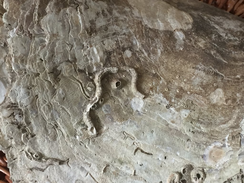 zadelmosselschelpen, Verzamelen, Mineralen en Fossielen, Ophalen of Verzenden, Schelp(en)