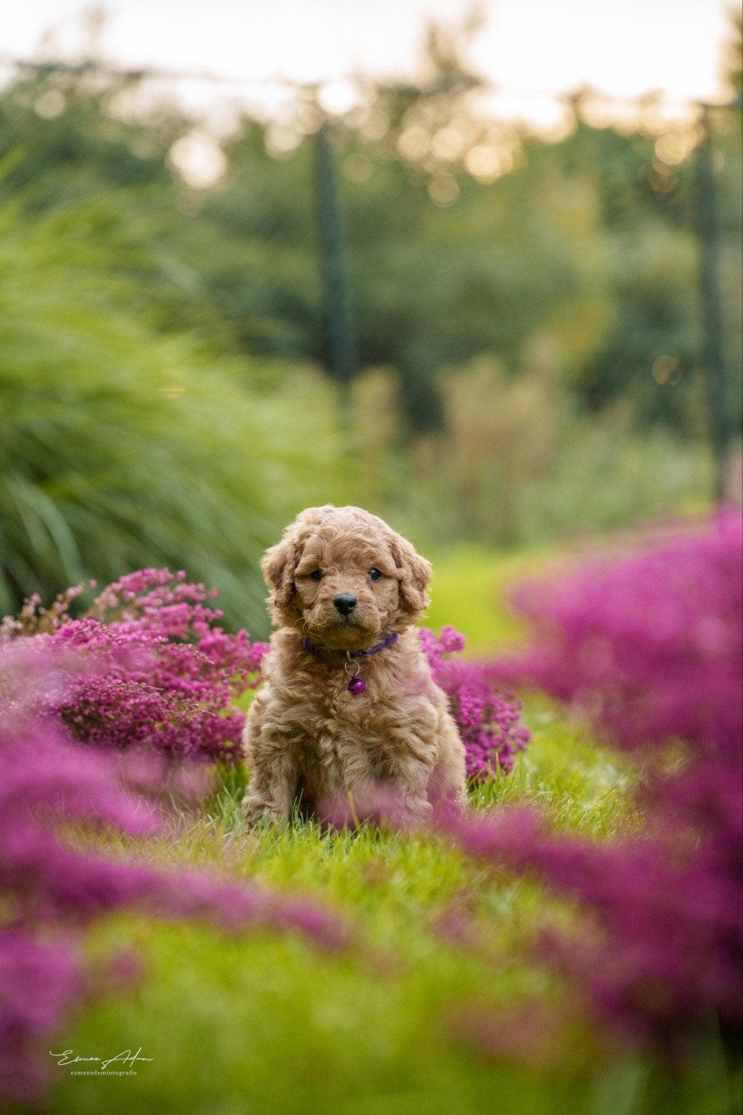 Multigen Bernedoodle Medium pups – 6 weken – enkele beschikb, Overige rassen, CDV (hondenziekte), 8 tot 15 weken, Meerdere