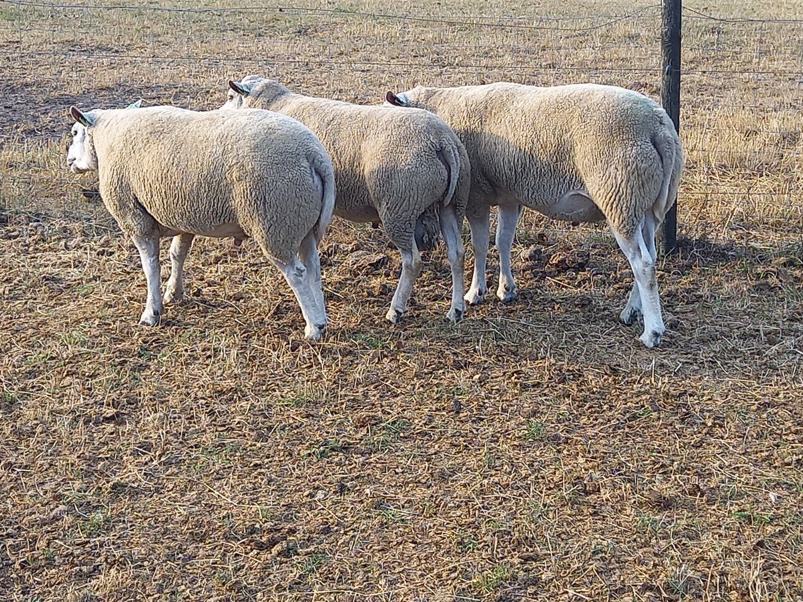 overjarige  dekrammen, Dieren en Toebehoren, Schapen, Geiten en Varkens, Meerdere dieren, Schaap