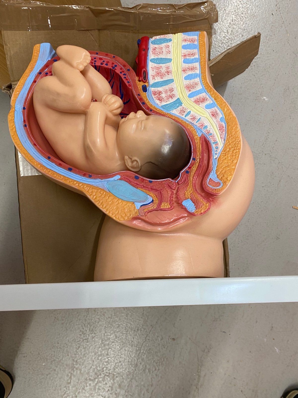 Anatomisch model zwangerschapsmodel, nieuw, Ophalen of Verzenden, Nieuw