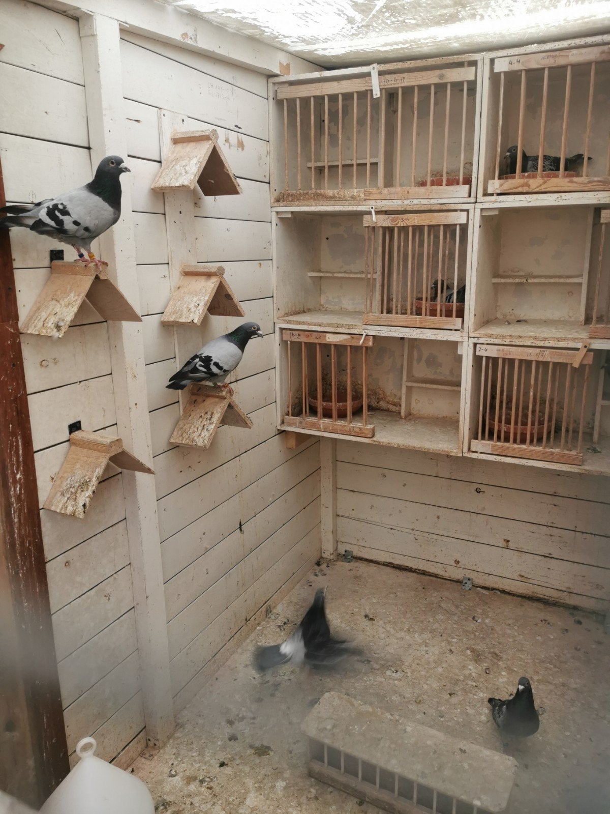 Te koop 5 koppels postduiven fond, en dag fond, Meerdere dieren, Postduif