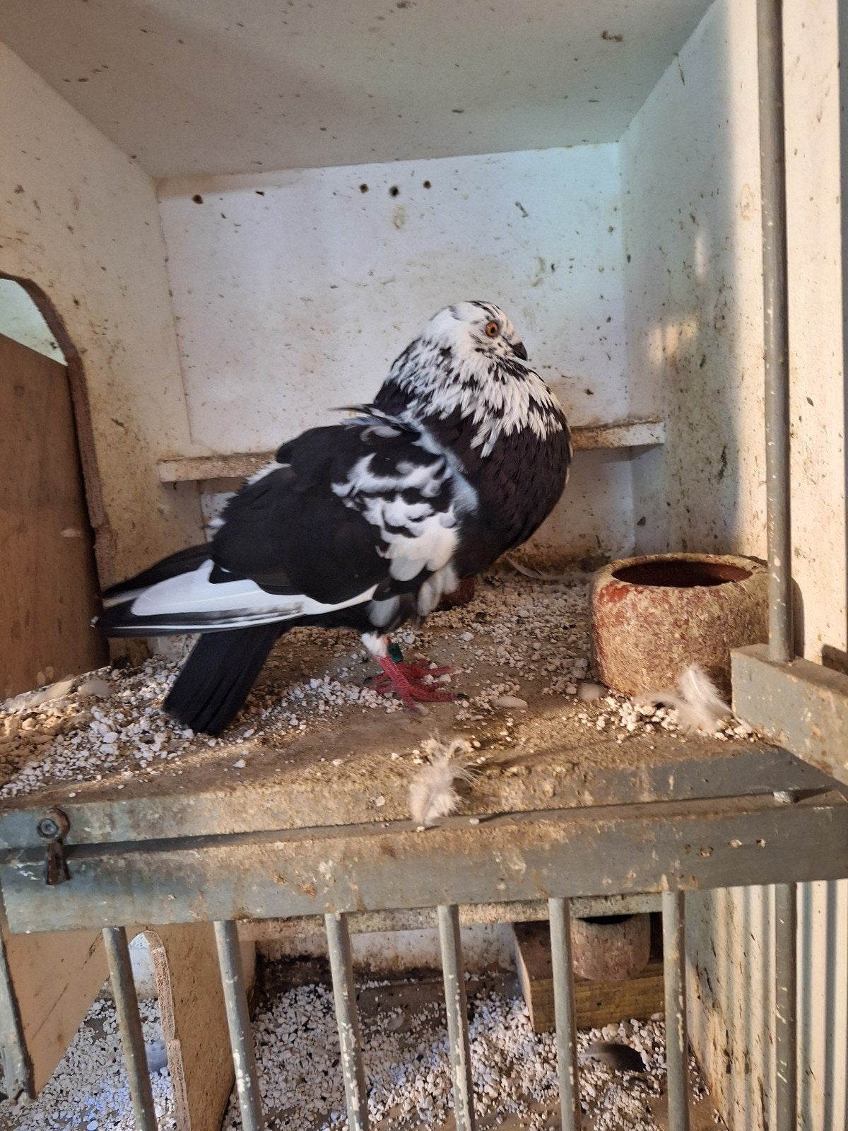 Gaditano duivin, Dieren en Toebehoren, Vogels | Duiven, Vrouwelijk, Kropper