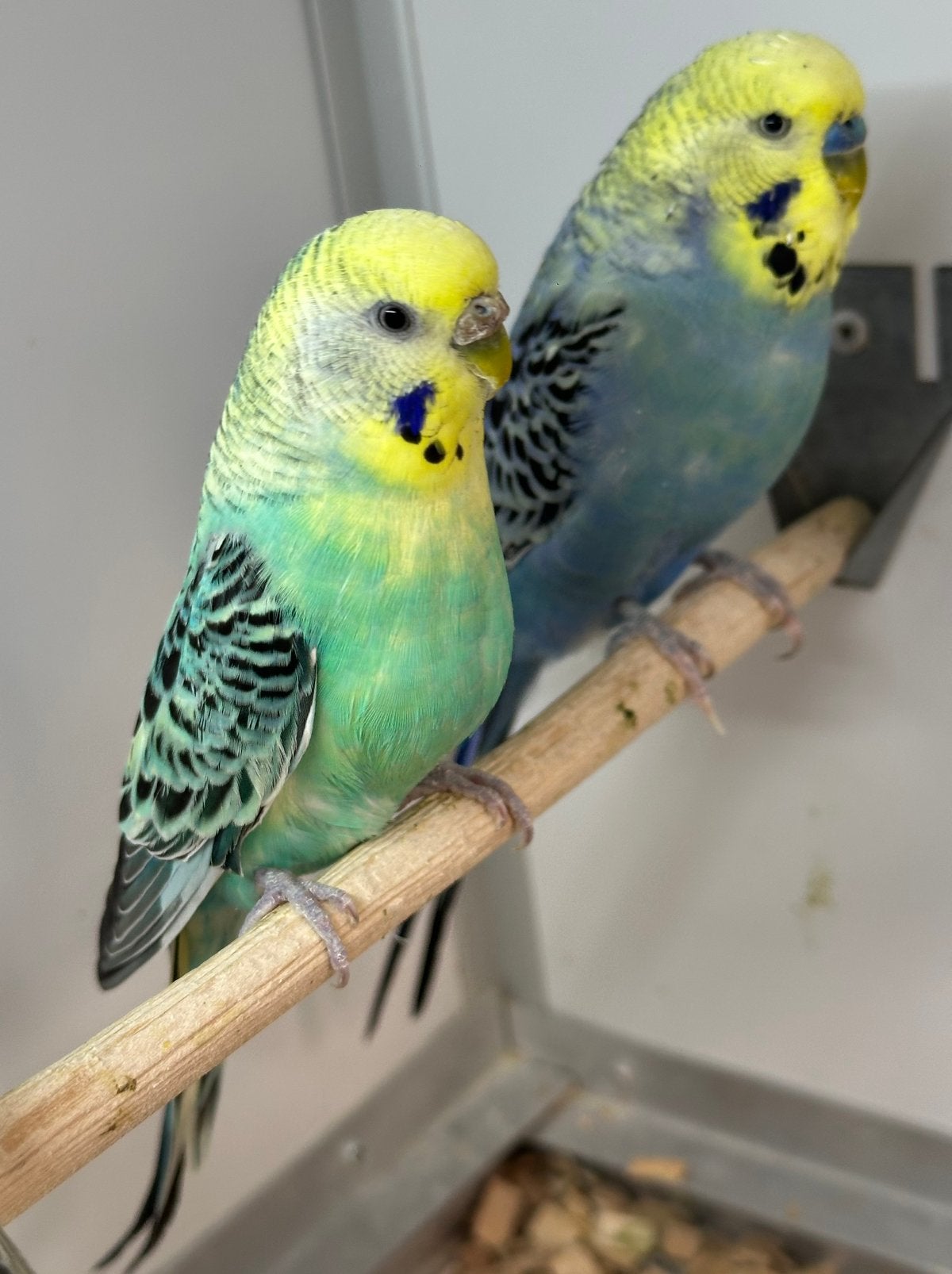 Regenboog parkieten, Meerdere dieren, Parkiet