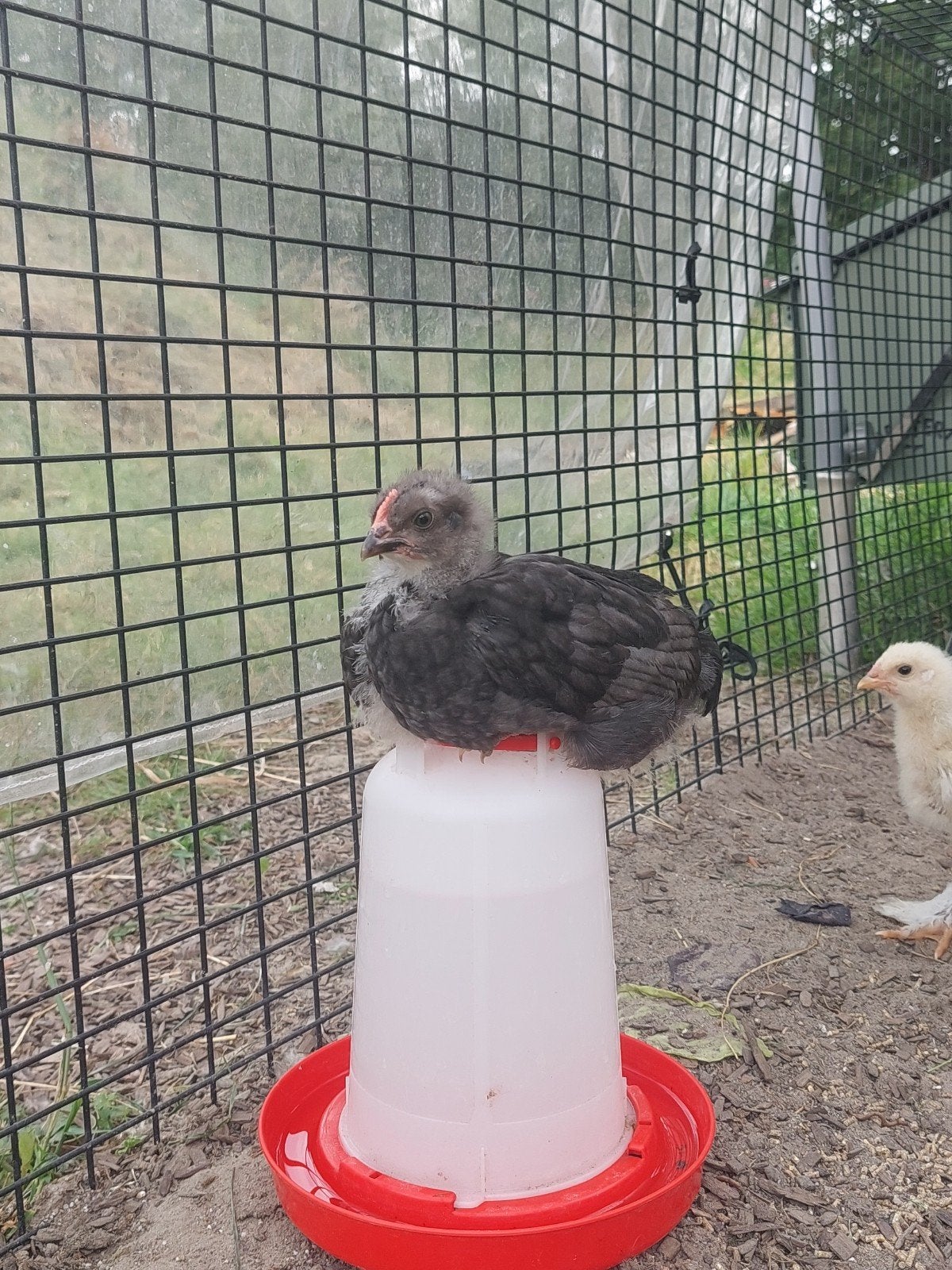 Tamme hanen Barnevelder groot zwart en Brahma blond/blauw, Dieren en Toebehoren, Mannelijk, Kip