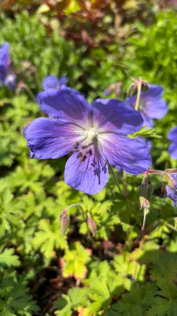 Rossanie geranium iberus plox potentilla cotaniaster nepeta, Ophalen, Volle zon