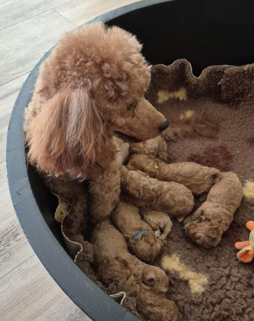 Mooie abrico dwergpoedel pups, Poedel, Parvo, 8 tot 15 weken, Meerdere