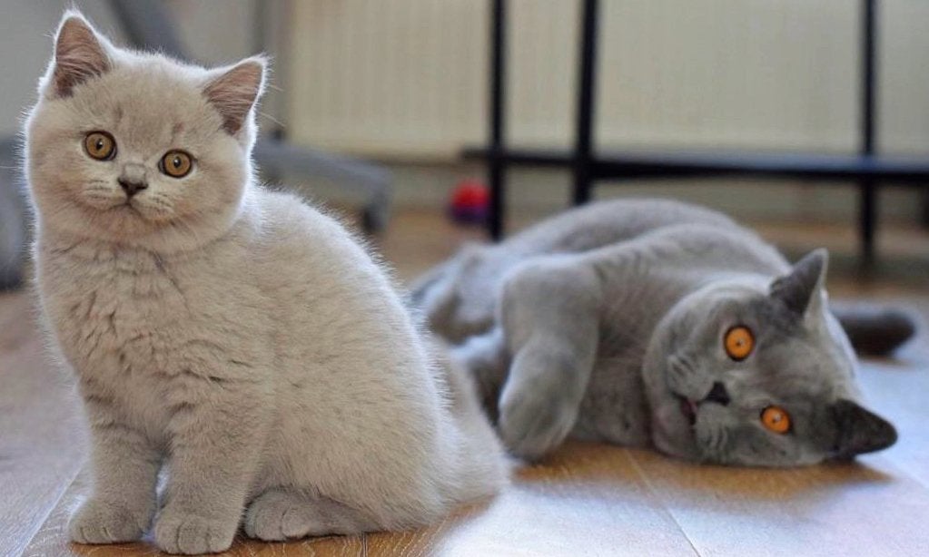 Prachtige raszuivere volbloed Britse korhaar kittens, Dieren en Toebehoren, Meerdere dieren, Ontwormd, 0 tot 2 jaar