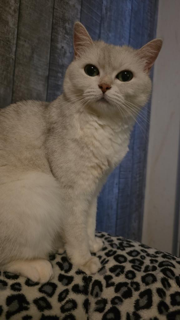 Britse korthaar, Dieren en Toebehoren, Katten en Kittens | Raskatten | Korthaar, Poes, Gechipt