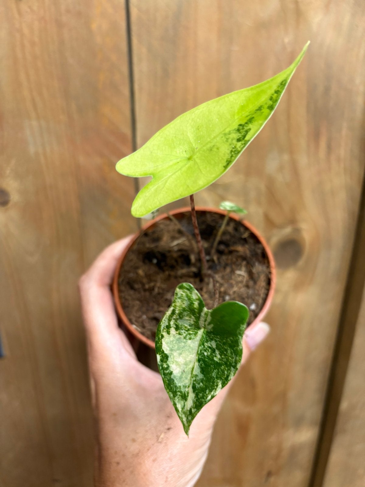 Alocasia zebrina variegata plant lemon lime albo, Huis en Inrichting, Kamerplanten, Ophalen of Verzenden, Halfschaduw, Minder dan 100 cm