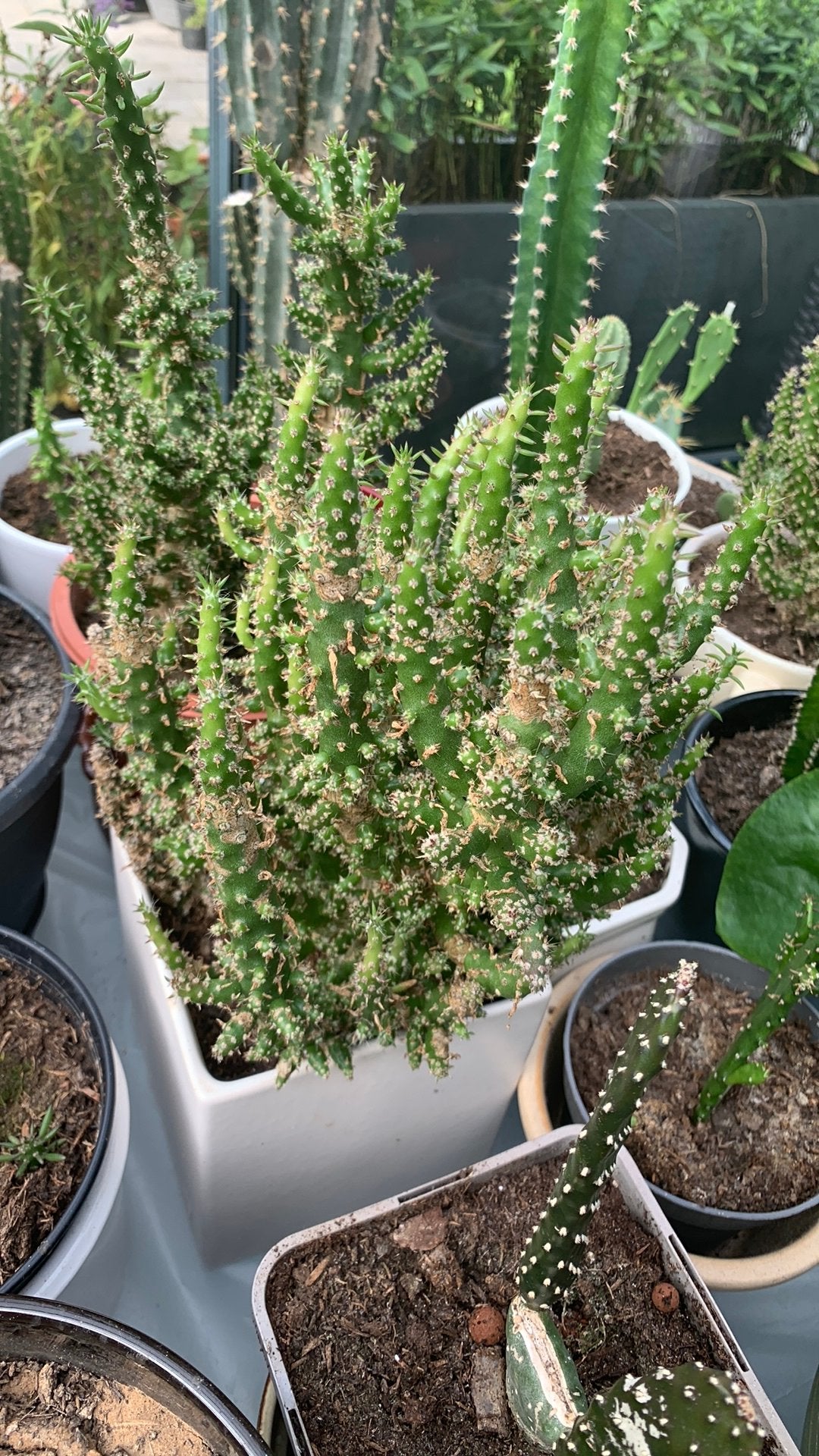 Cactus plant met pot €7, Huis en Inrichting, Ophalen, Cactus, Volle zon, Minder dan 100 cm