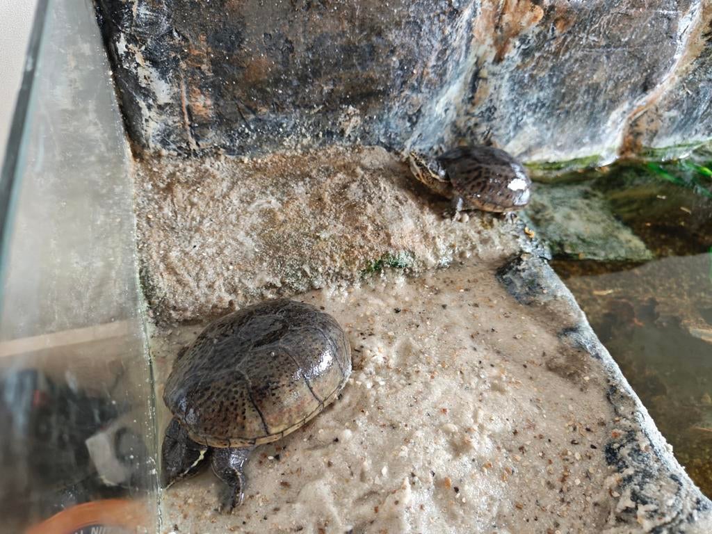 Muskusschildpadden met/zonder terrarium, Met terrarium, 3 tot 6 jaar