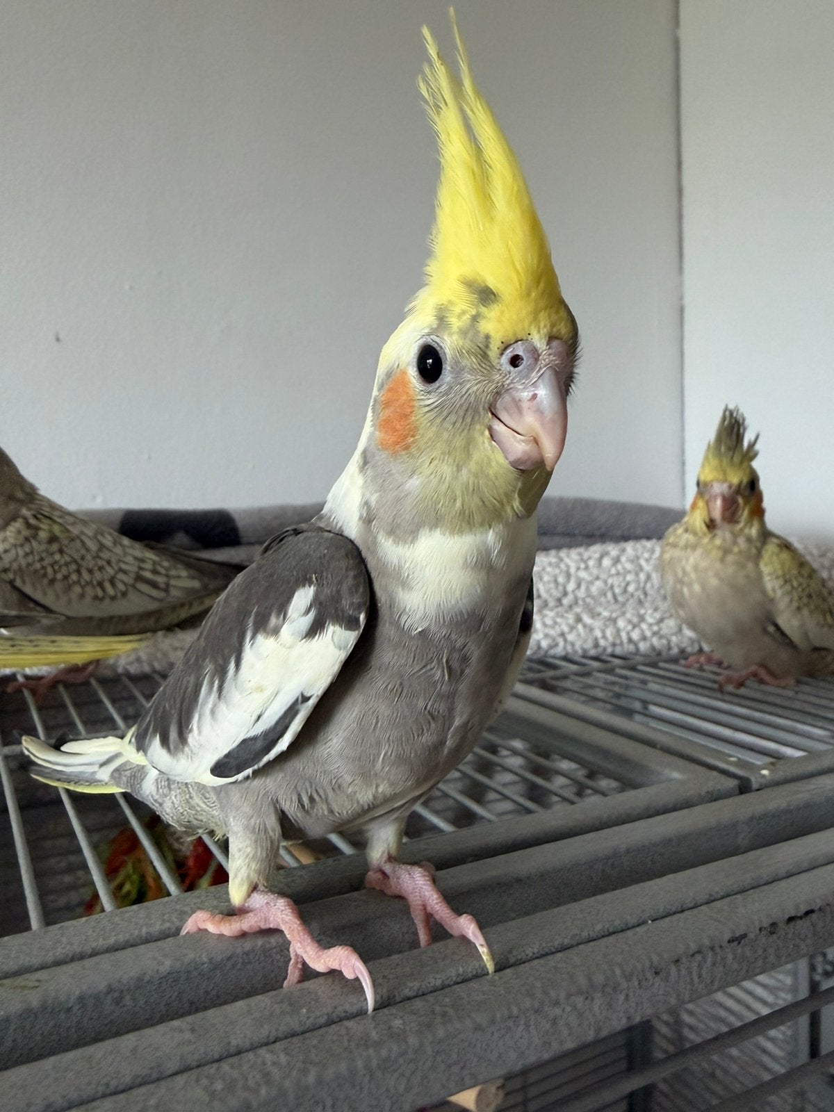Zeer hand tamme Valkparkieten zoeken een huis !, Dieren en Toebehoren, Meerdere dieren, Parkiet