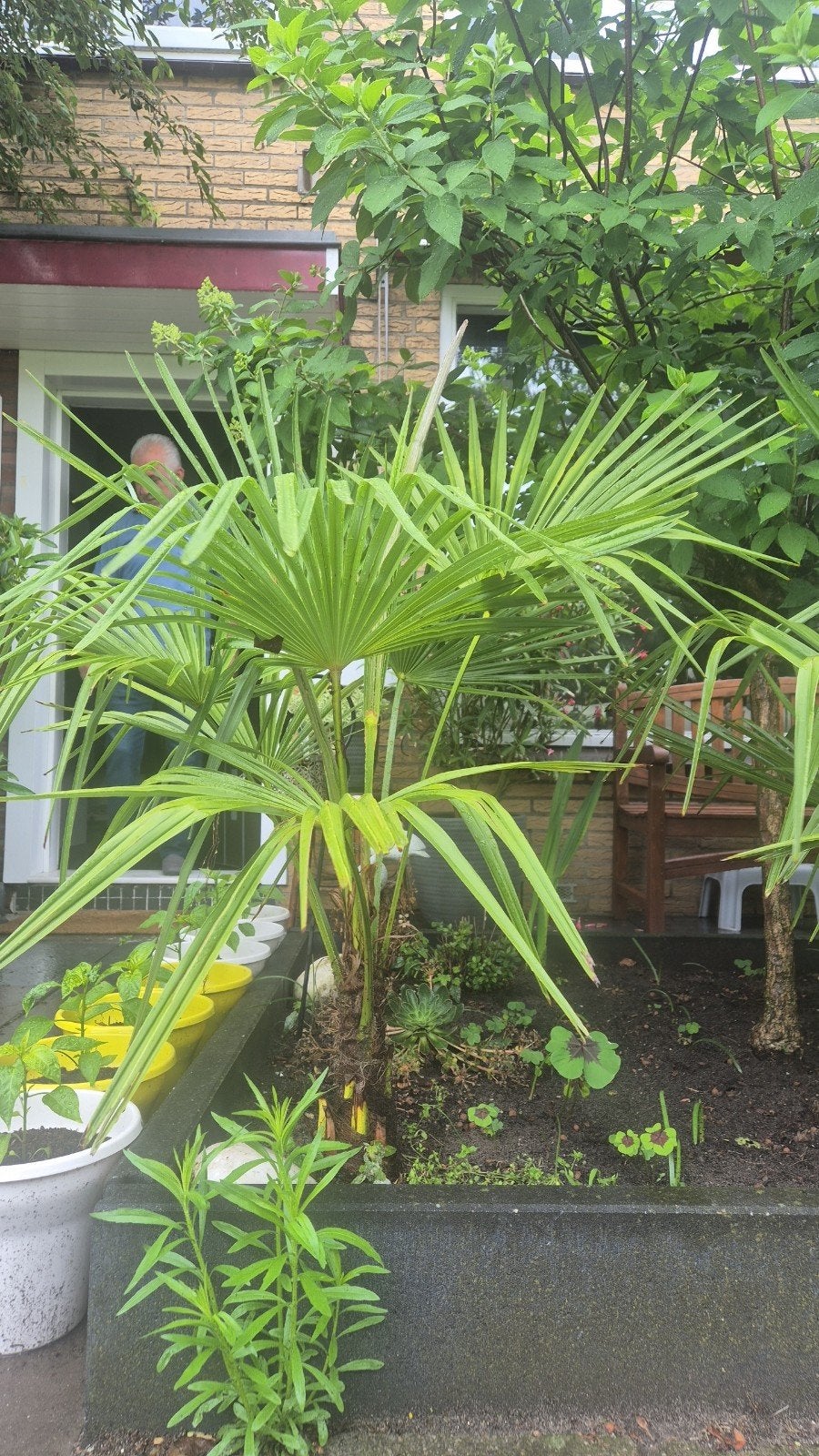 4 x palmboom 120 cm inc stam., 100 tot 250 cm, Zomer, Palmboom, Ophalen