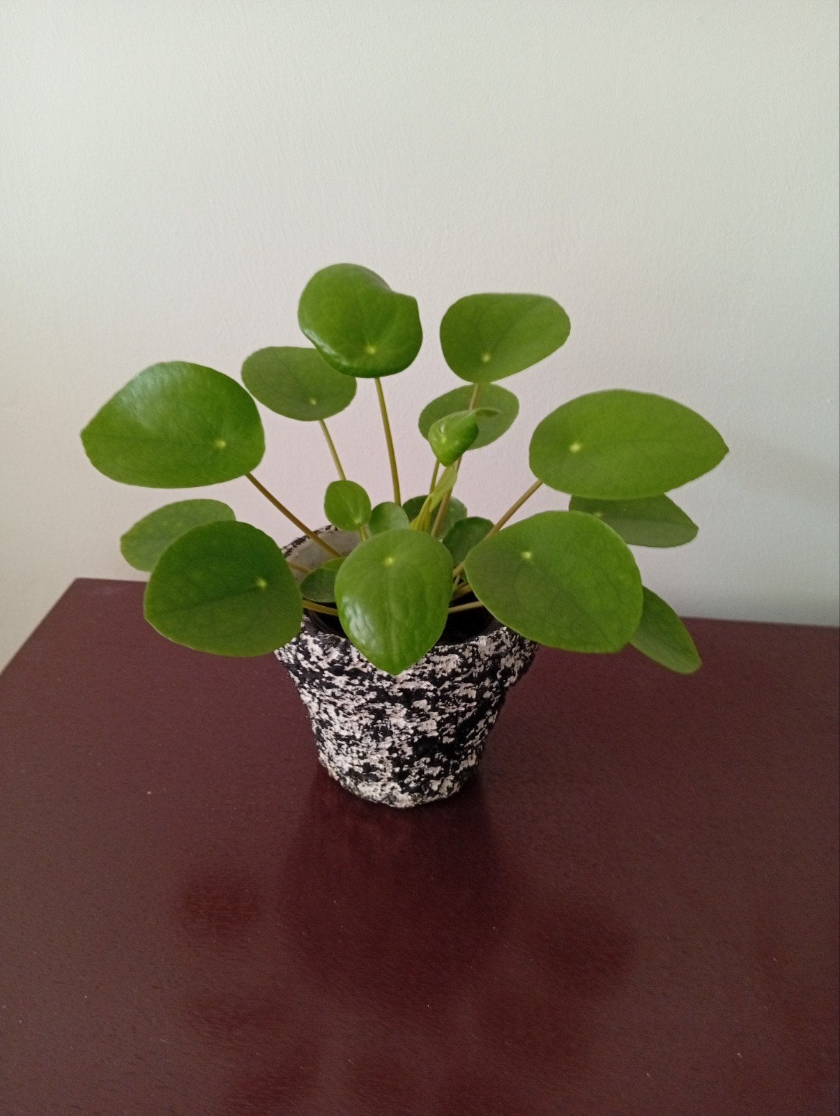 Pannenkoek plant, Ophalen of Verzenden, Halfschaduw, Minder dan 100 cm