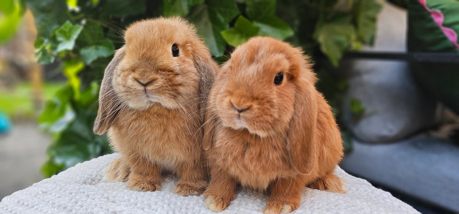 Prachtig NHD koppeltje, Meerdere dieren, Klein, Hangoor, 0 tot 2 jaar