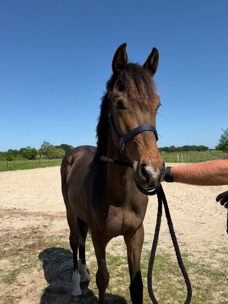 Te koop: Luxe jaarling merrie uit Extreme U.S. x Krack C, Dieren en Toebehoren, Paarden, Merrie, Minder dan 160 cm, Met stamboom
