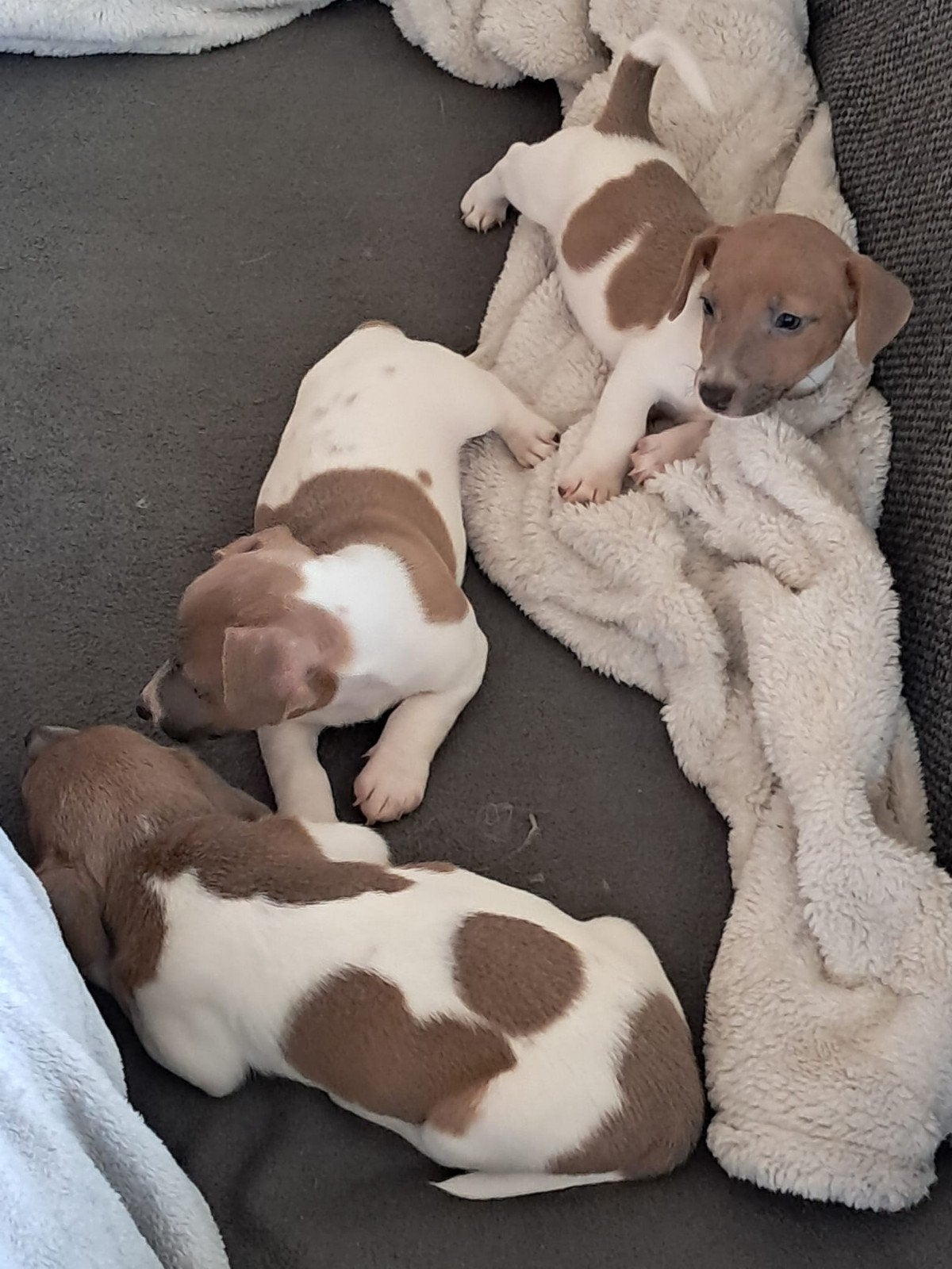 jackrussel/pups, België, Particulier, Jack Russell Terriër, 8 tot 15 weken