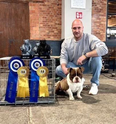 American bully dekreu, Dieren en Toebehoren, België, Fokker | Hobbymatig, 1 tot 2 jaar, Parvo