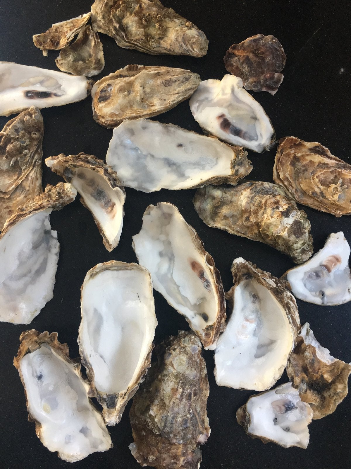 schone oester schelpen vijftien stuks vaste prijs, Hobby en Vrije tijd, Knutselen, Ophalen of Verzenden, Nieuw